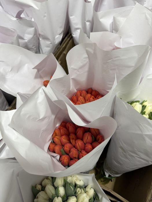 Lola Тюльпаны оптом