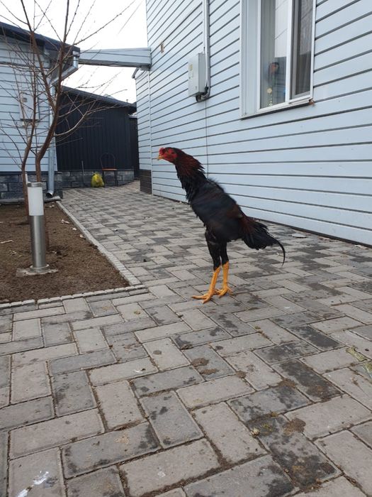 Дакан петух бойцовый  молодой