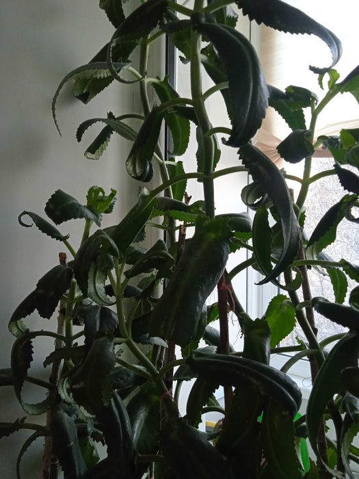 Каланхоэ лечебный