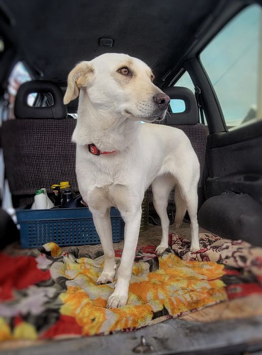 Собачка в поисках дома