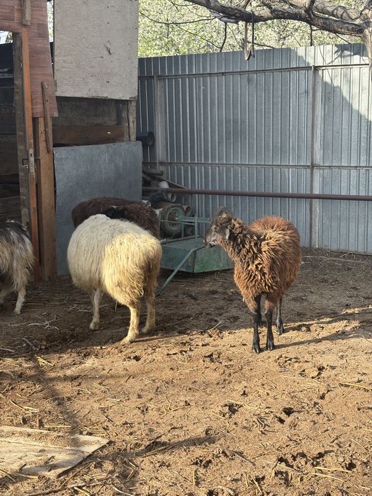 сойыска койлар сатылады