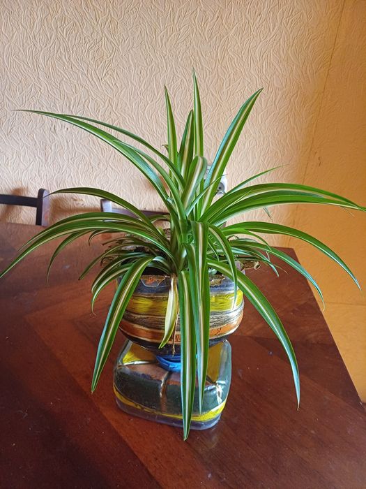 Хлорофитум хохлатый