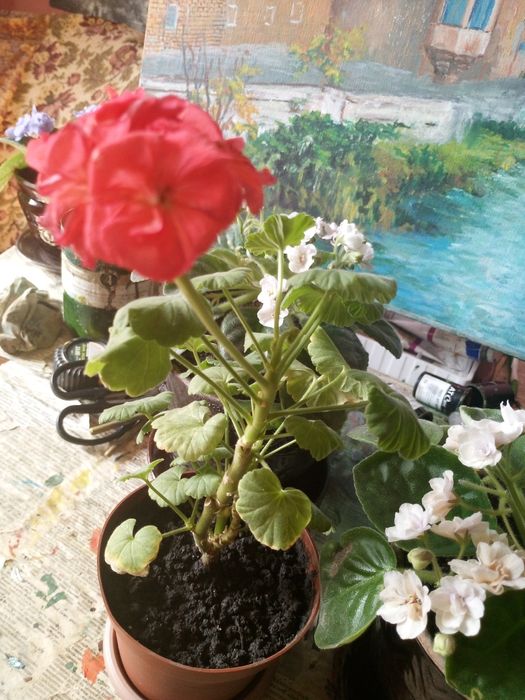 Герань комнатная