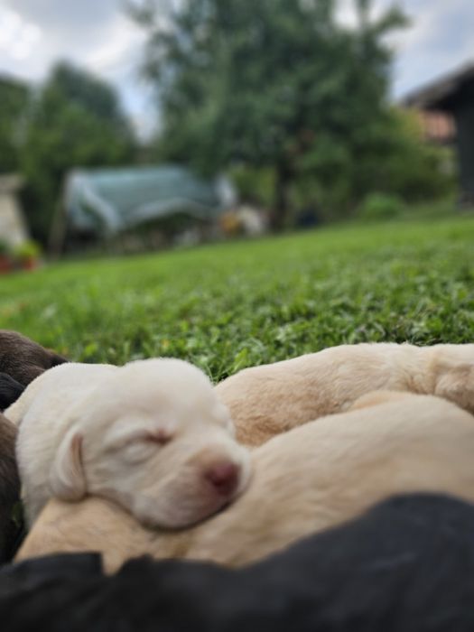 Подарявам кученца Лабрадор