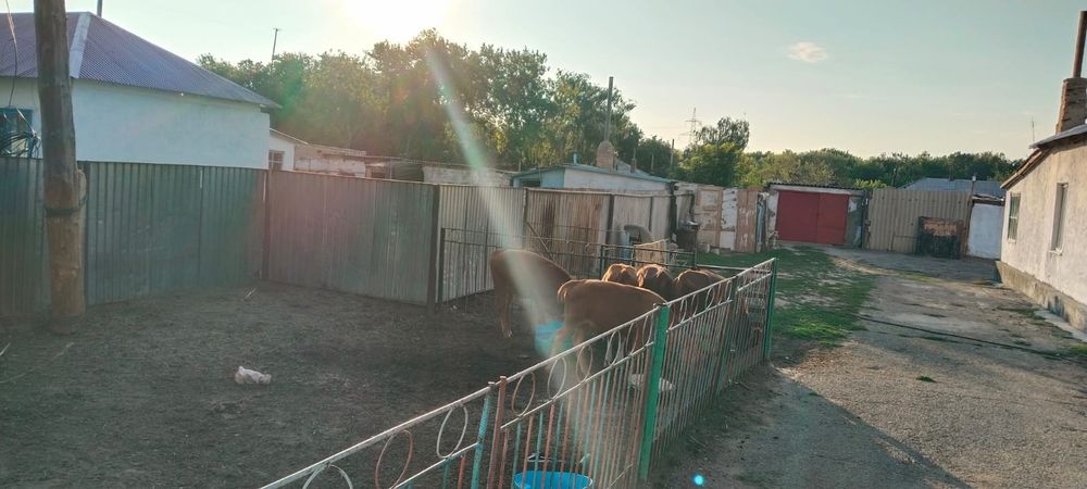 Қызылқайын ауылынан үй сатамыз