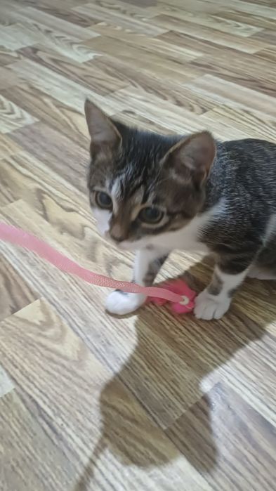 Отдам котёнка даром