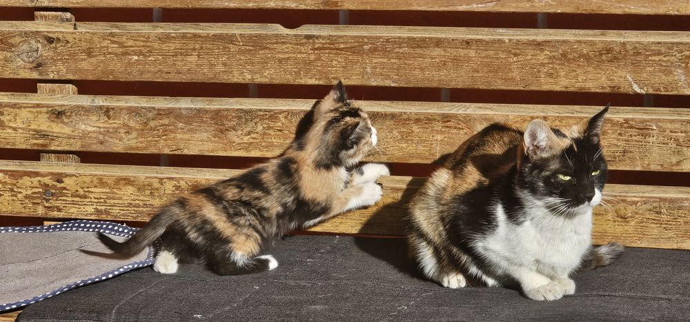 Котята в хорошие, добрые руки