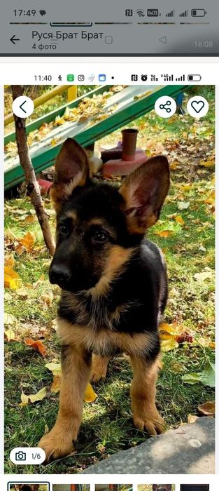 Продам немецкую овчарку   6 мецяц