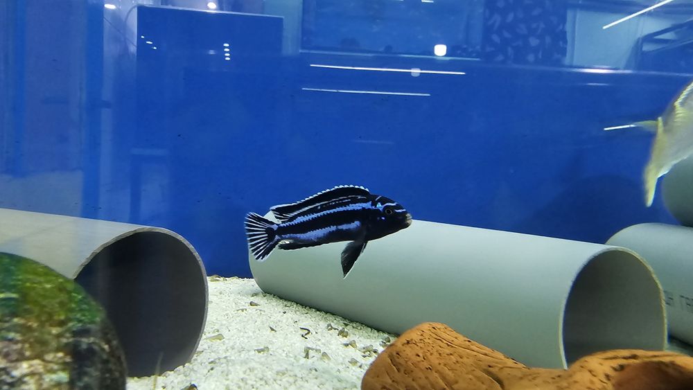 Рибки Африкански цихлиди