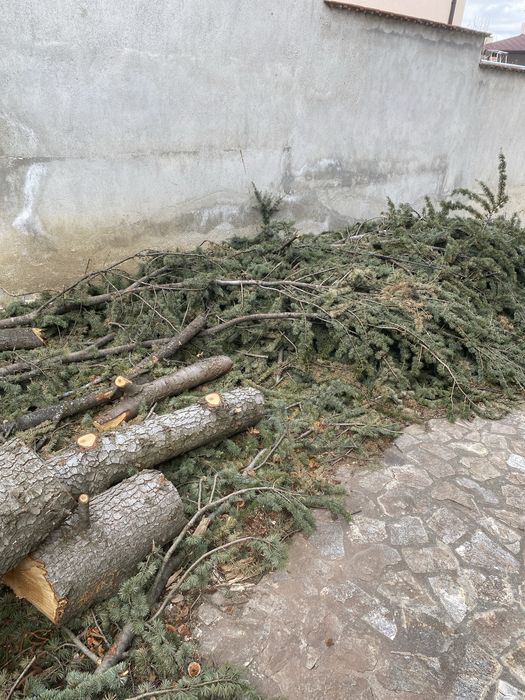 Дървесина от Ливански кедър