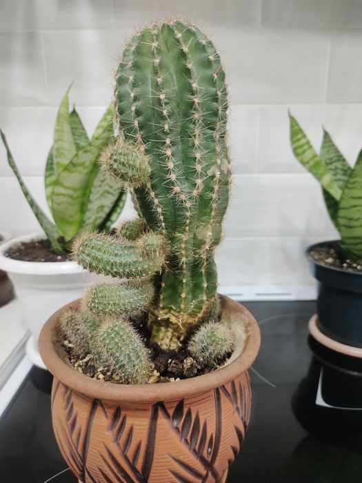 Продам кактус ..