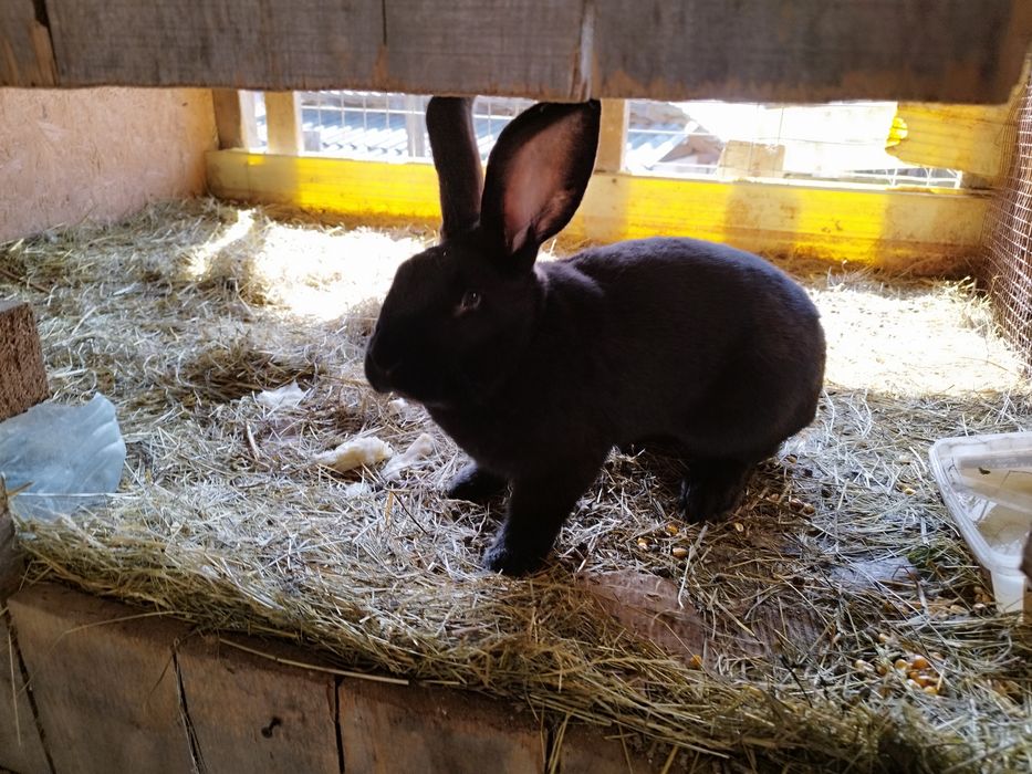 Familie de iepure de vânzare