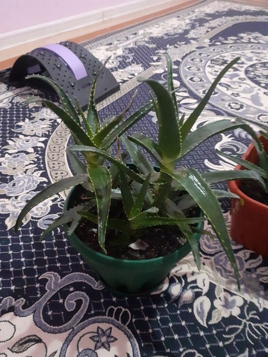 Алоэ                             .