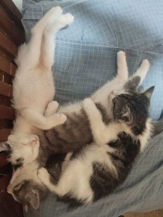 В добрые руки котята