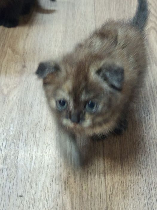 Отдам вислоухих котят.