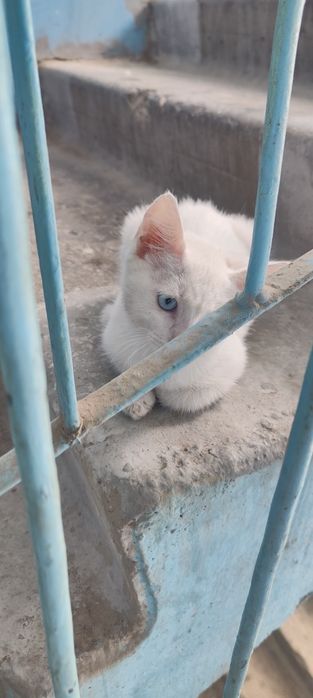 Котенок в добрые руки