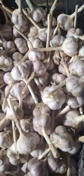Продам домашний чеснок