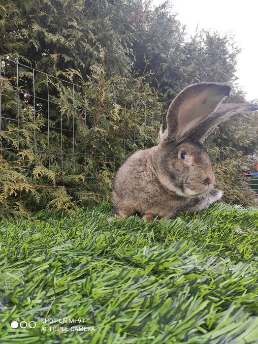 Промо Белгийски Великан--мъжки