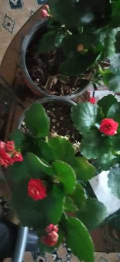 продам цветущие каланхоэ махровые