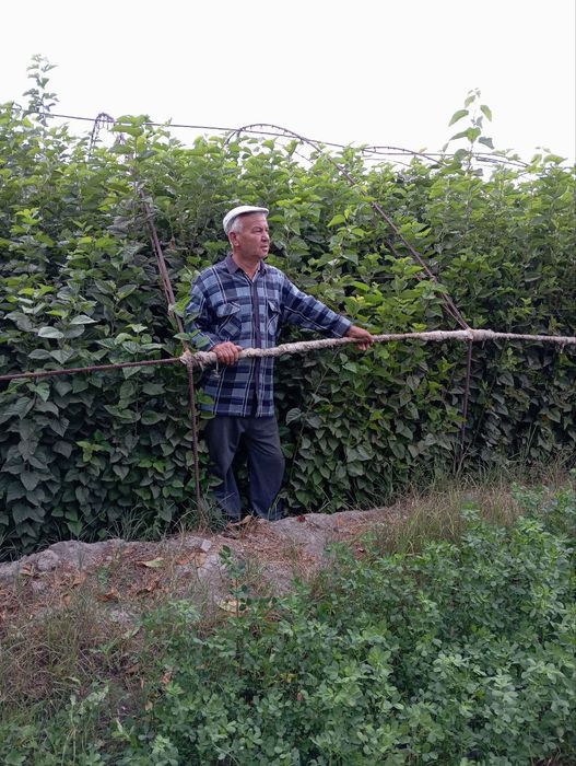 Katta tut koʻchatlari