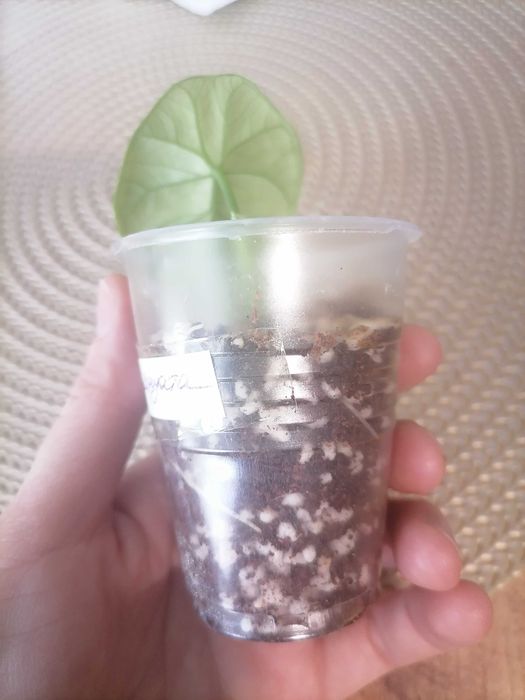 Алоказия синуата детка