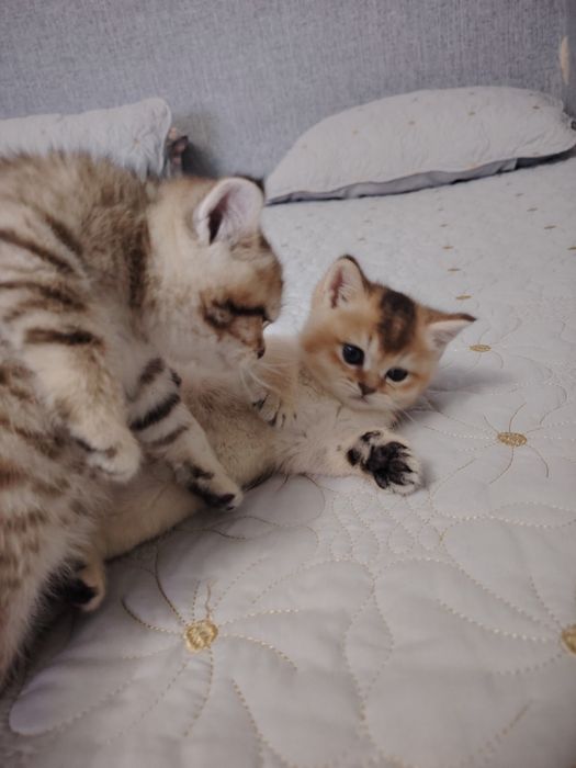 Котята британской шиншиллы