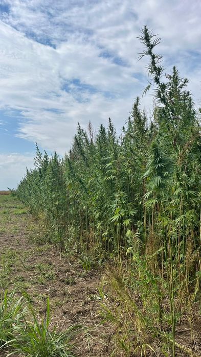 Semințe cânepă certificate European