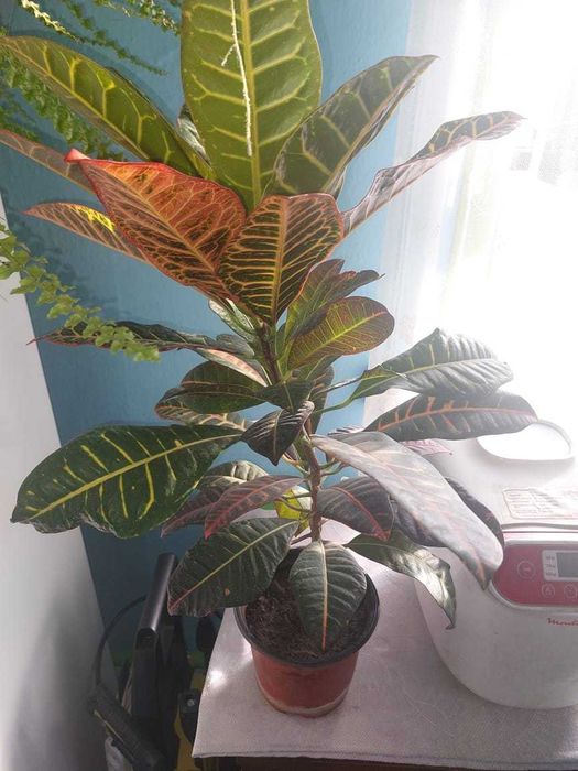 Продам комнатные цветы КРОТОН