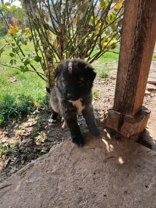 Подарявам малко сладко женско кученце