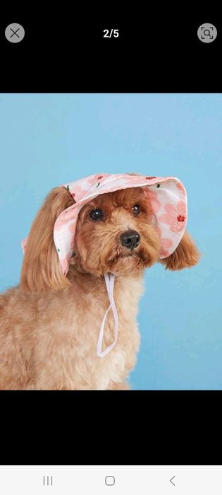 Palarie pentru catei