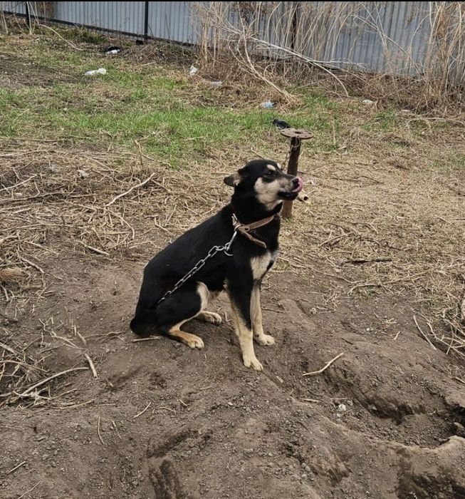 Отдам щенка  11 месяцев