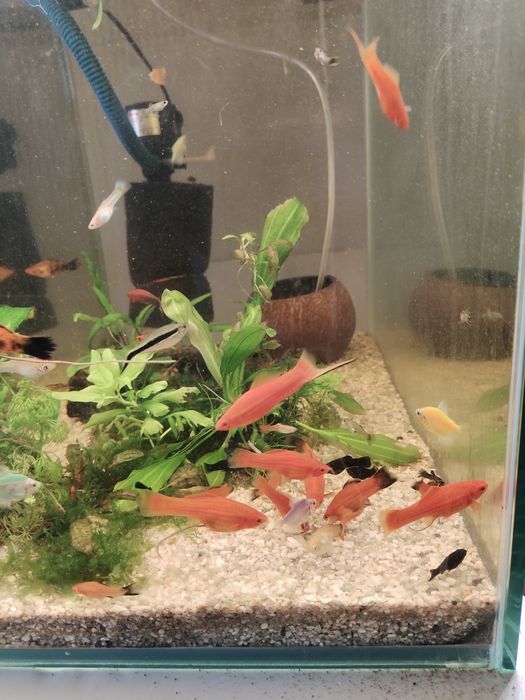 Продам красивый аквариум с рыбами.
