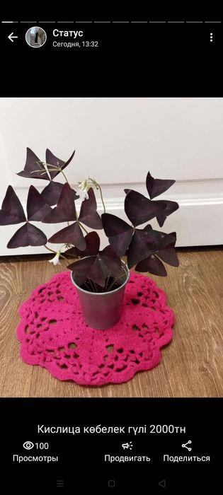 Комнатные цветы ,красивые