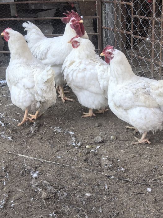 Продават се кокошки