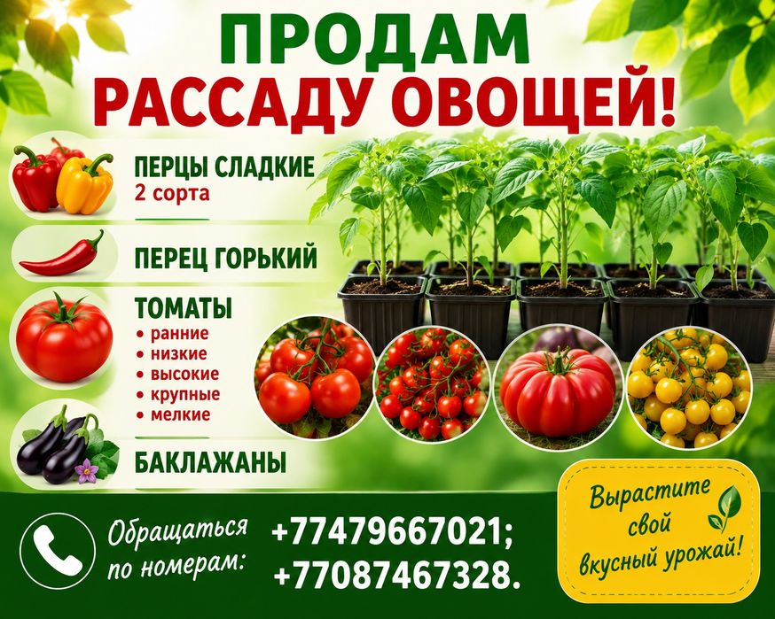 Рассада томатов, перцев, баклажан.