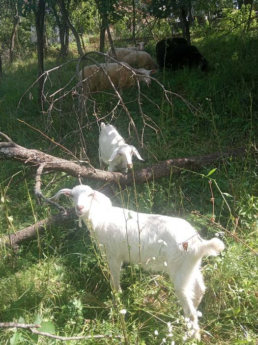 Două capre Anglo-Nubiene, în vârstă de trei luni