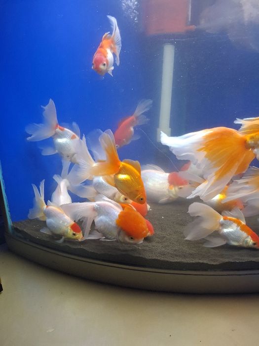 Красный шапочка красная оранда