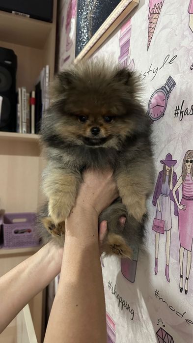 Померанская девочка