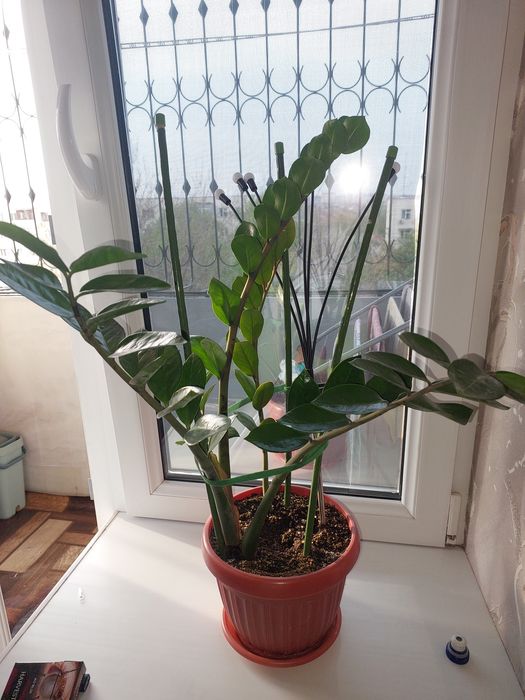 Замиокулькас (долларовое дерево)