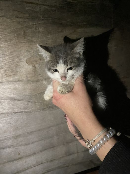 отдам в добрые руки