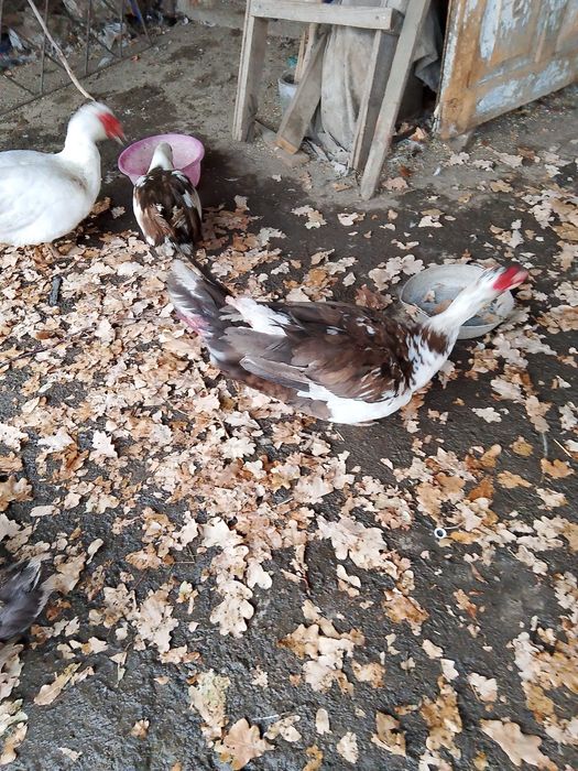 Продаются индоутки