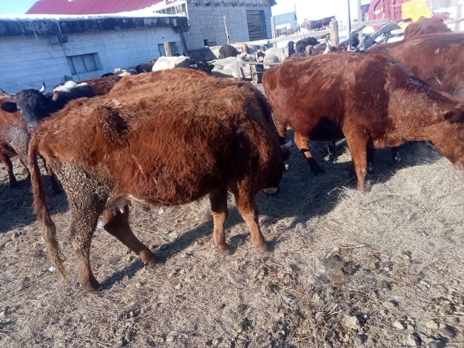 Продам    корову