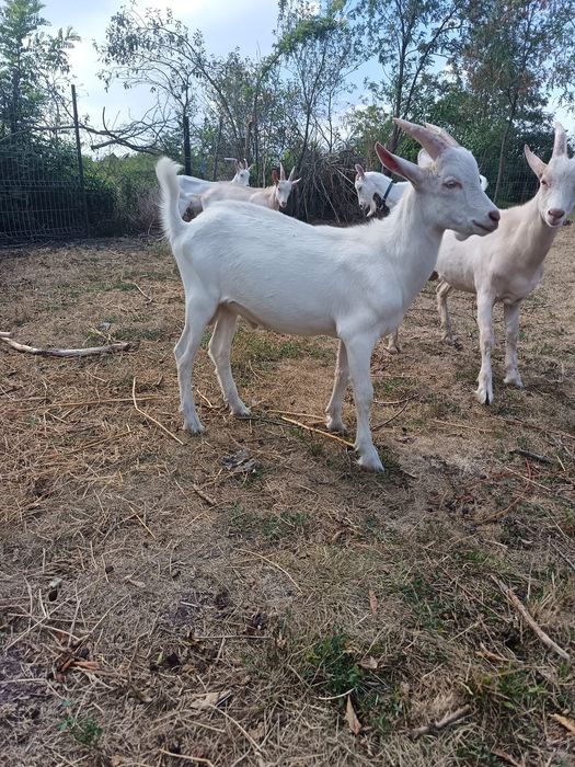 Vând țapi din mame bune de lapte