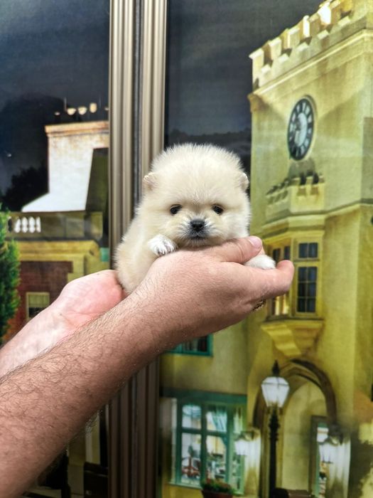 Шпицы кремовые щенки