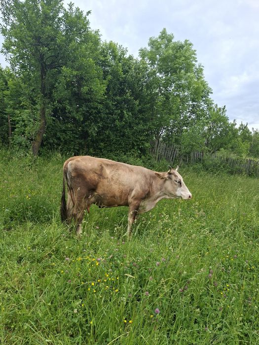 Vând vacă Brună de Maramureș de ținut, gestantă 4 luni