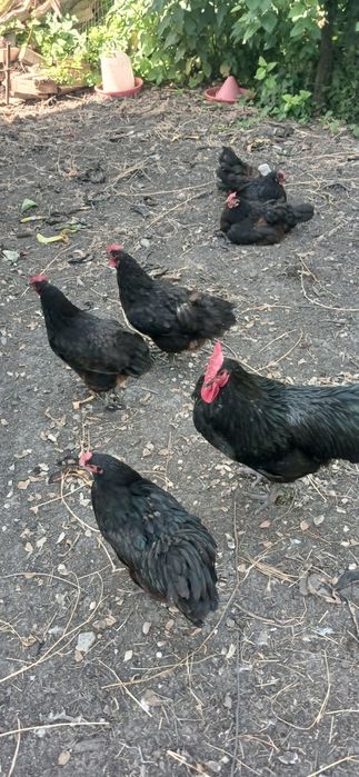 Găini australorp și ouă pentru incubat