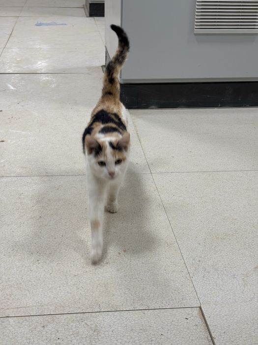 Кошка в добрые руки!!!