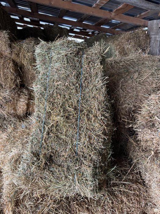 Vând baloti lucerna