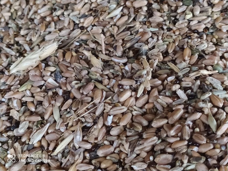 Продам пшеничный з/ отходы