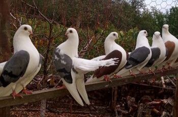 Гълъби...ЧИЛИКИ...